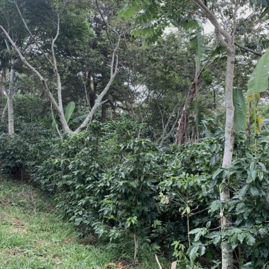 Honduras Finca El Malzincal