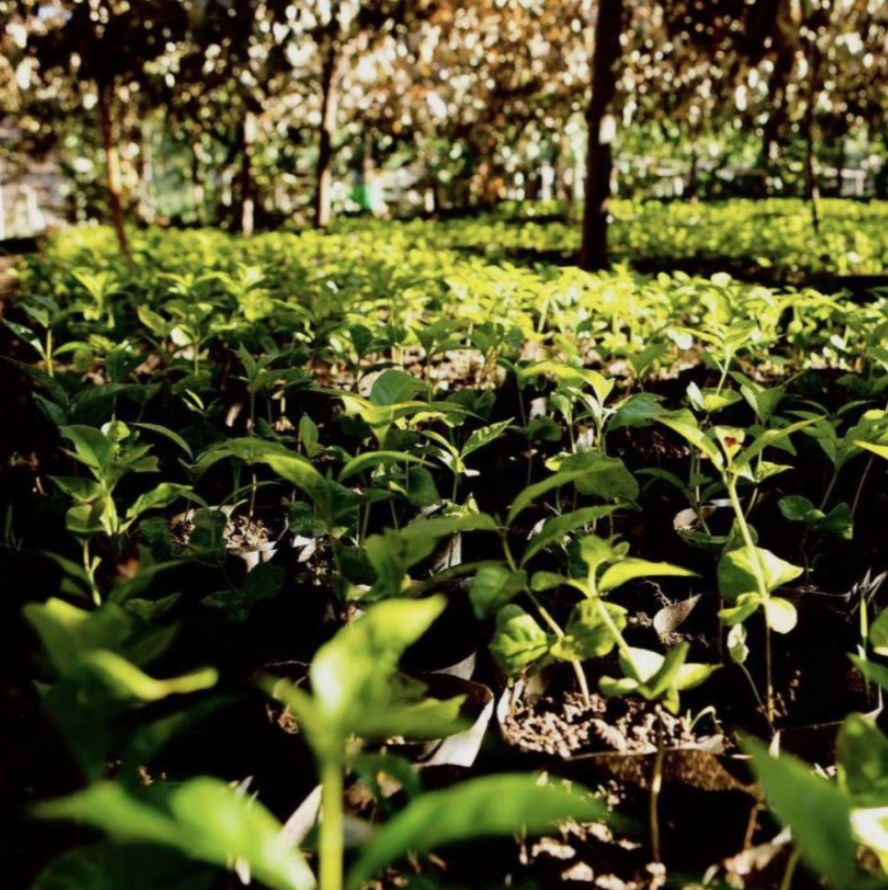 Rwanda Washed Rwamiko