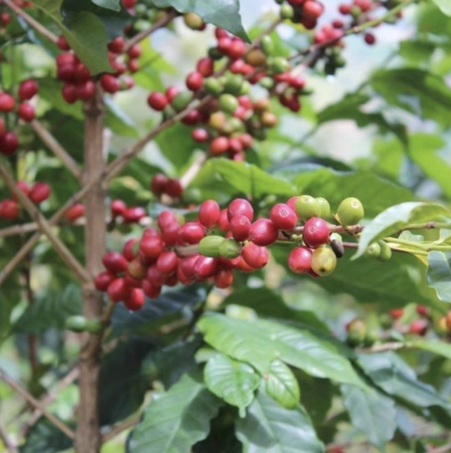 Rwanda Washed Rwamiko