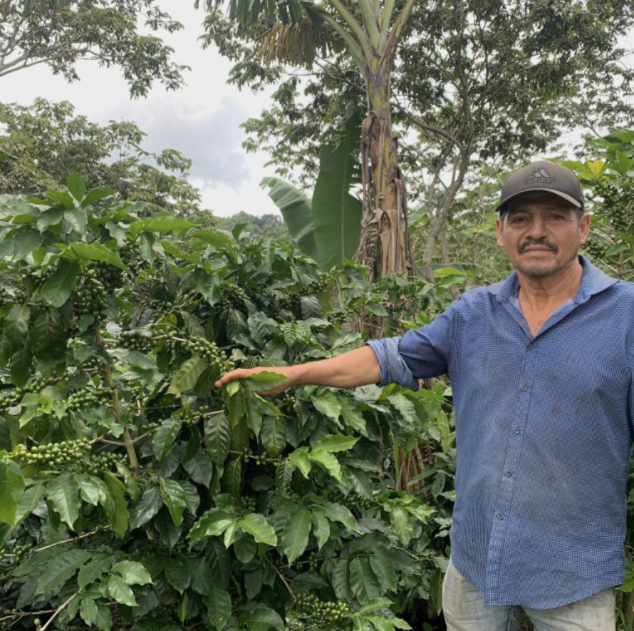 Honduras Finca El Malzincal