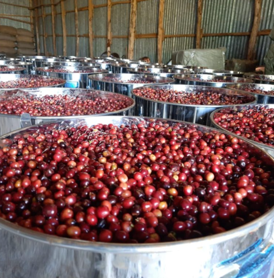 Ethiopia Guji - Carbonic Maceration