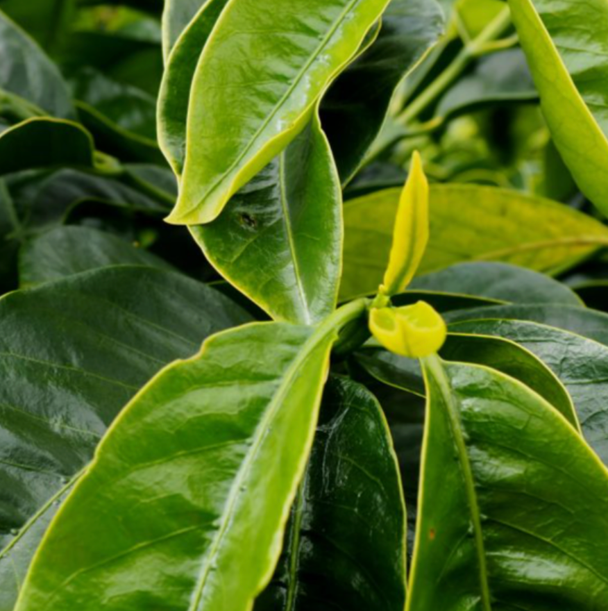 Ethiopia Guji - Carbonic Maceration