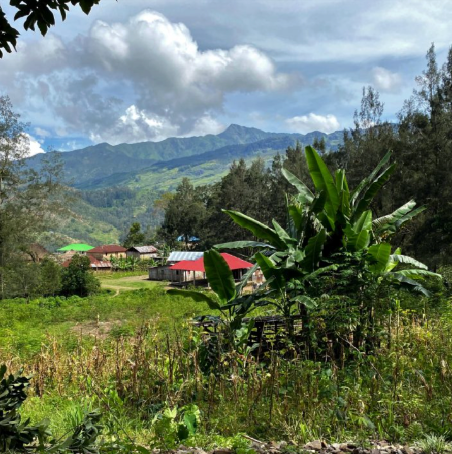 Timor Leste - Organic