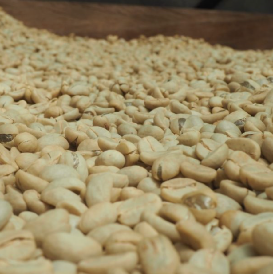 Timor Leste - Organic