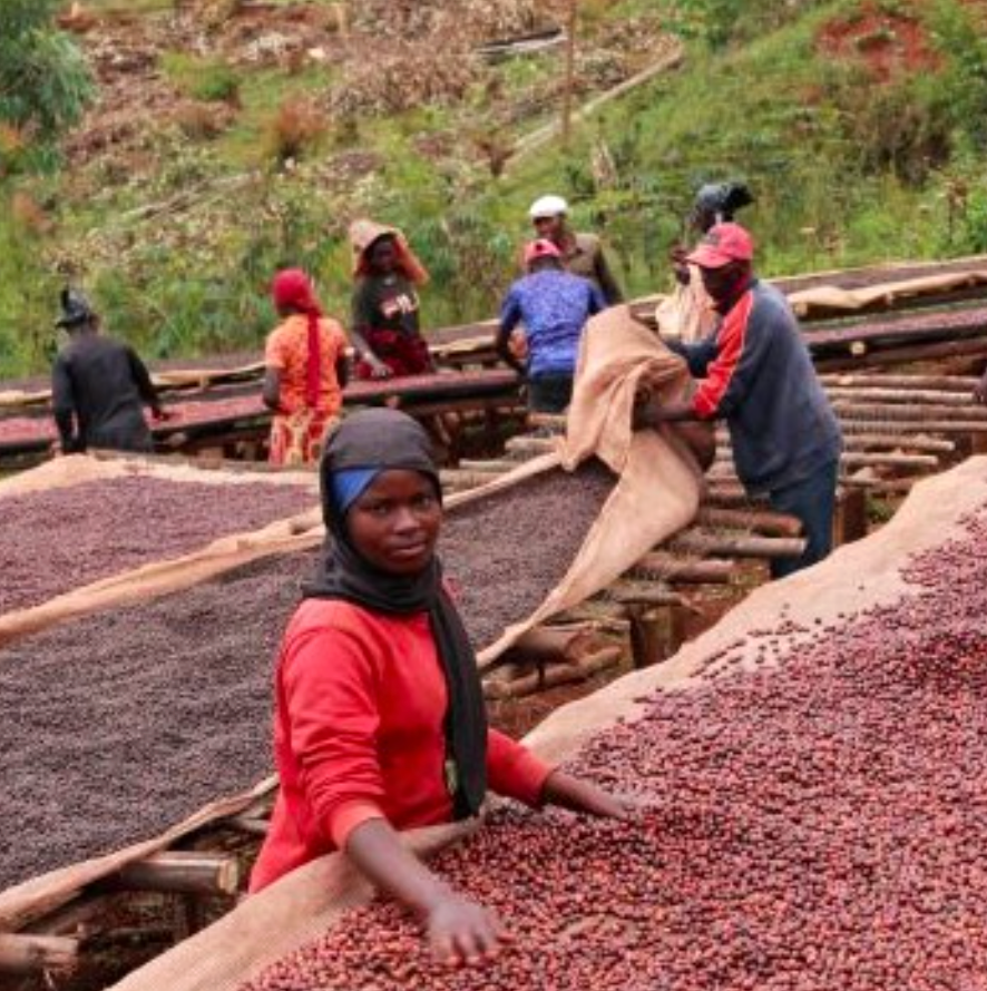 Burundi Natural Bavyeyi IV