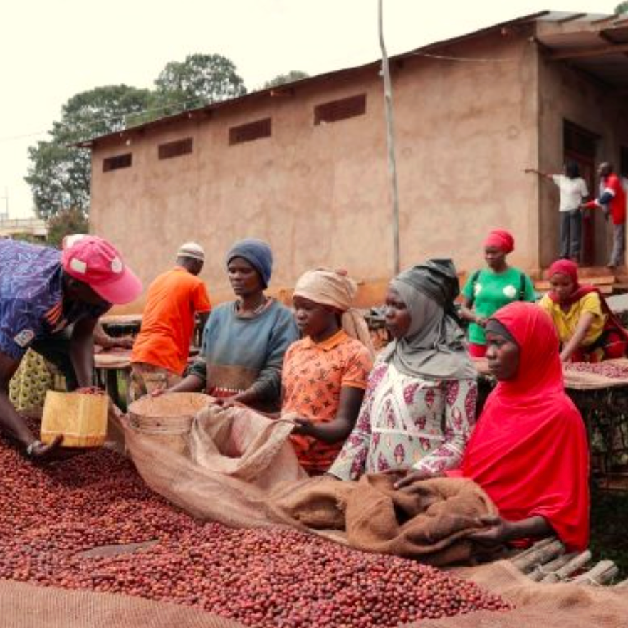 Burundi Natural Bavyeyi IV