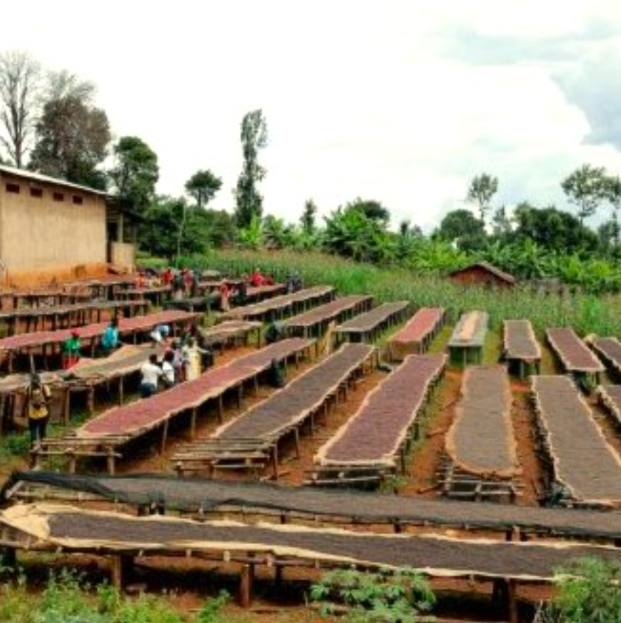 Burundi Natural Bavyeyi IV