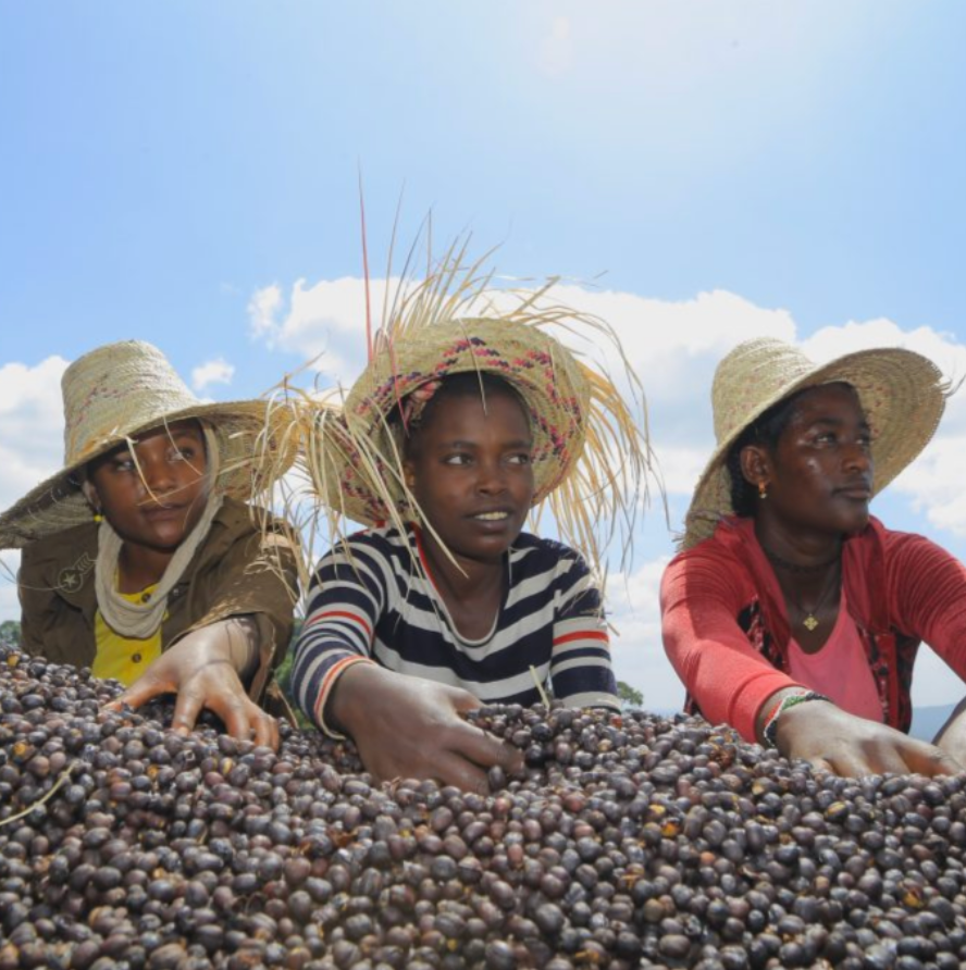 Ethiopia Banko Chelchele