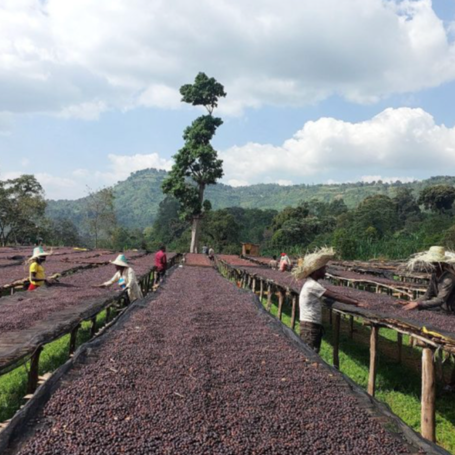Ethiopia Banko Chelchele